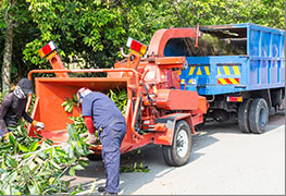 tree-services8