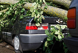 tree-services9