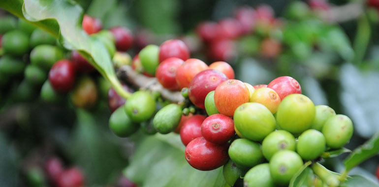 Coffee plant seeds