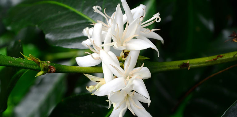 Coffee flower