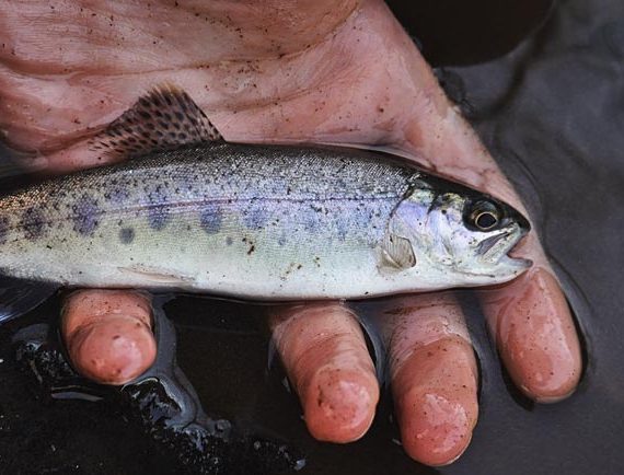 Fishing For Commercial Purpose