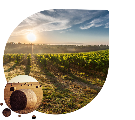 imgpsh_fullsize_anim (1)