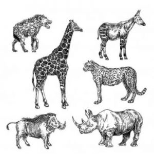 Animals
