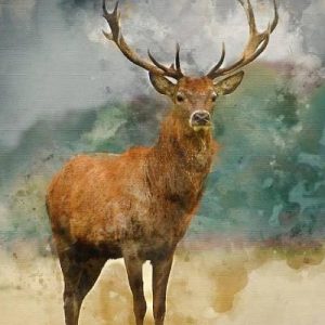Barasingha